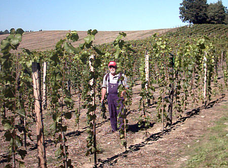 Weinbergpflege1